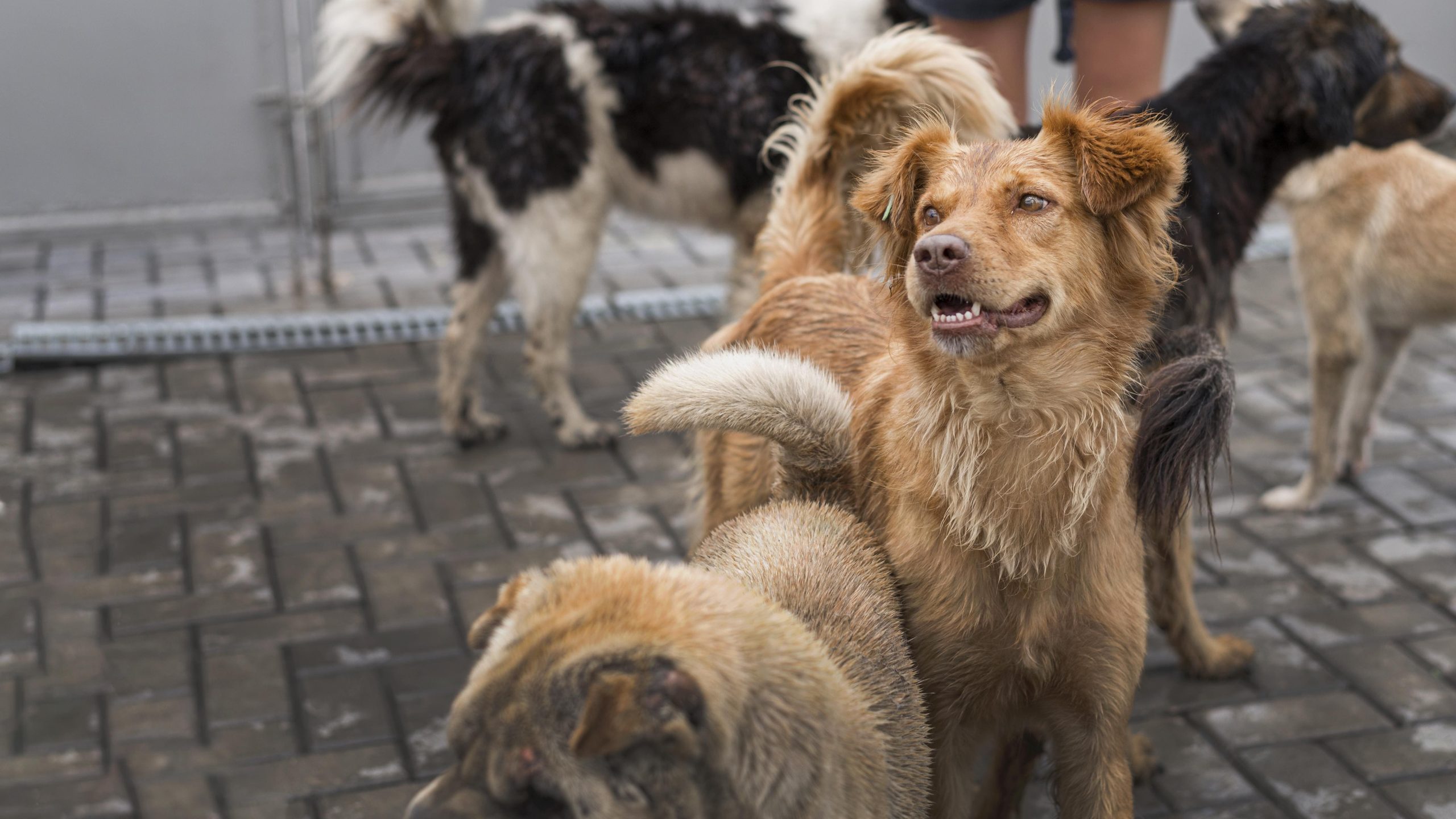 De vilde hunde